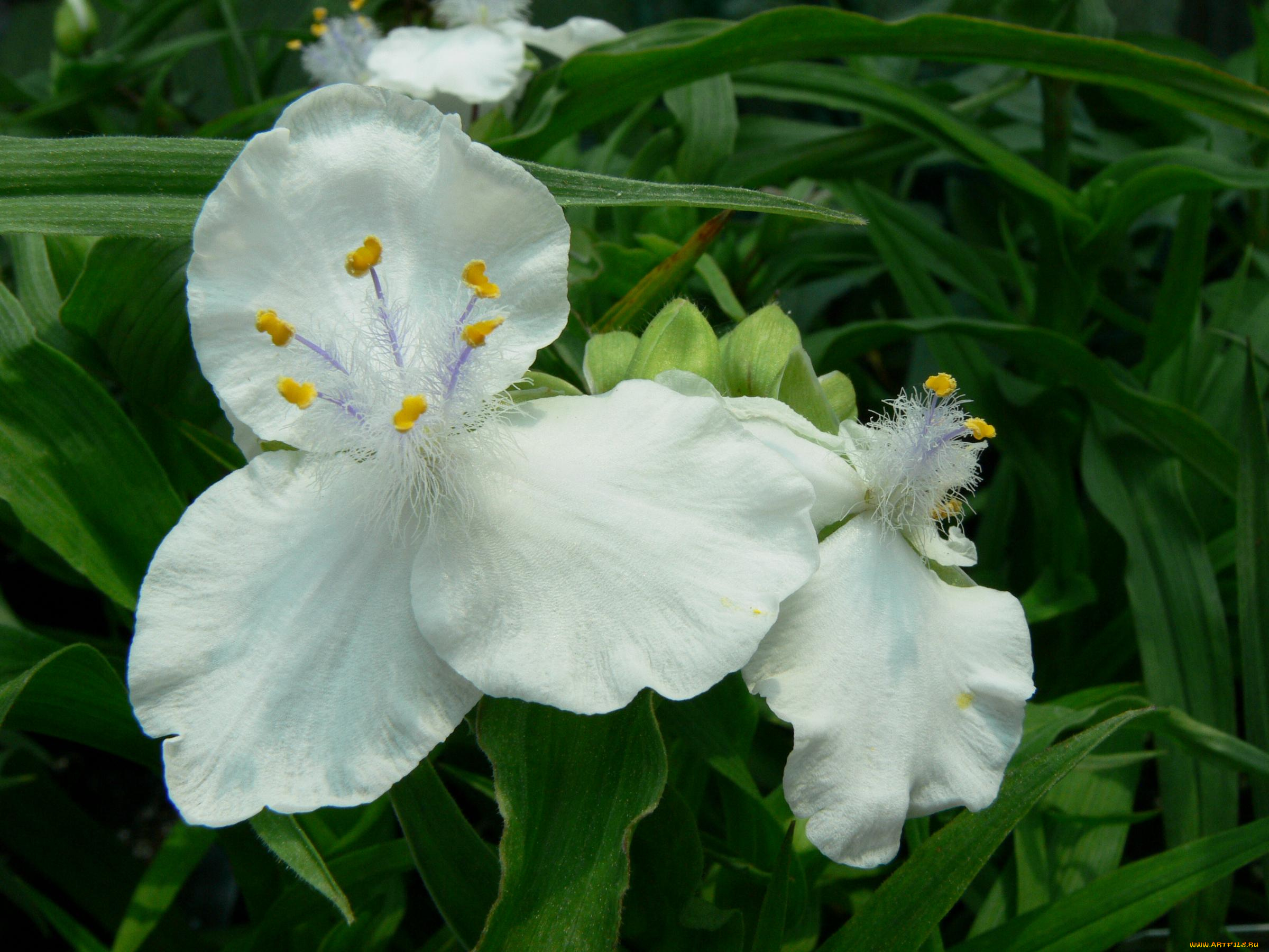 цветы, традесканции