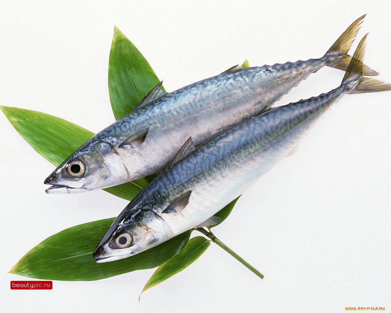 морепродукты, еда, рыба, суши, роллы