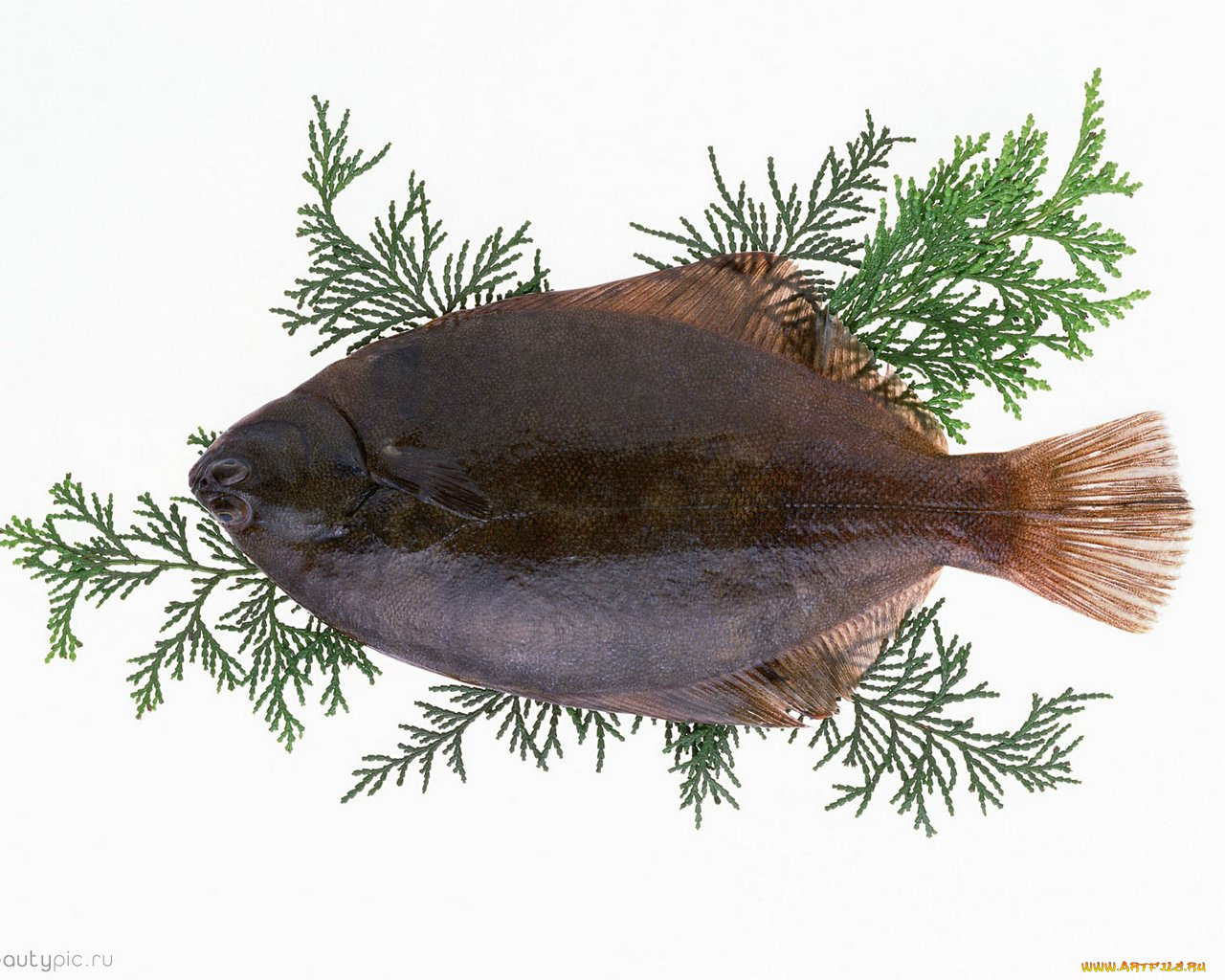 морепродукты, еда, рыба, суши, роллы