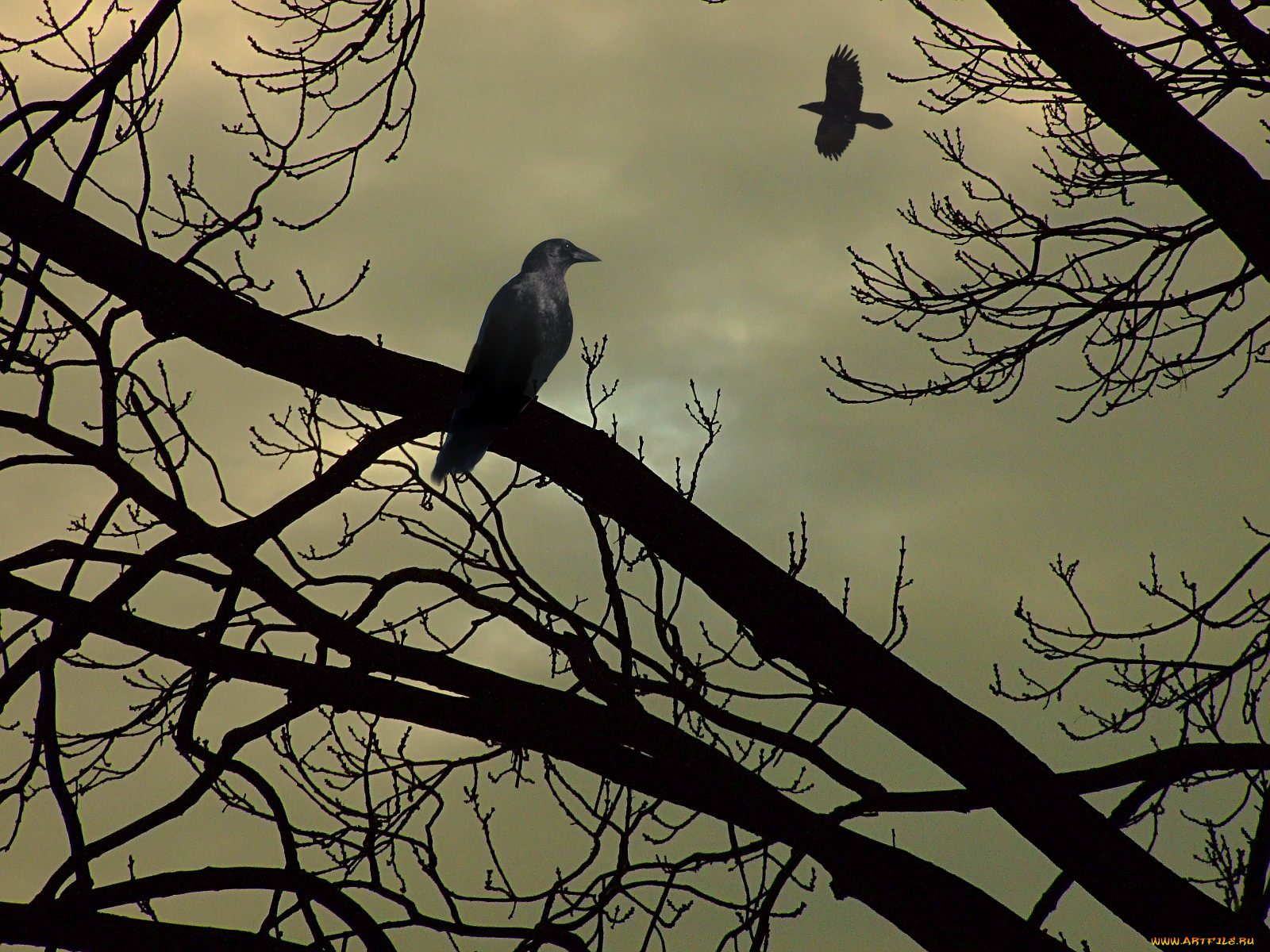 jesienny, sen, животные, птицы