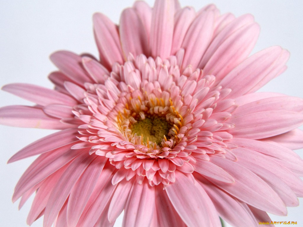 цветы, герберы