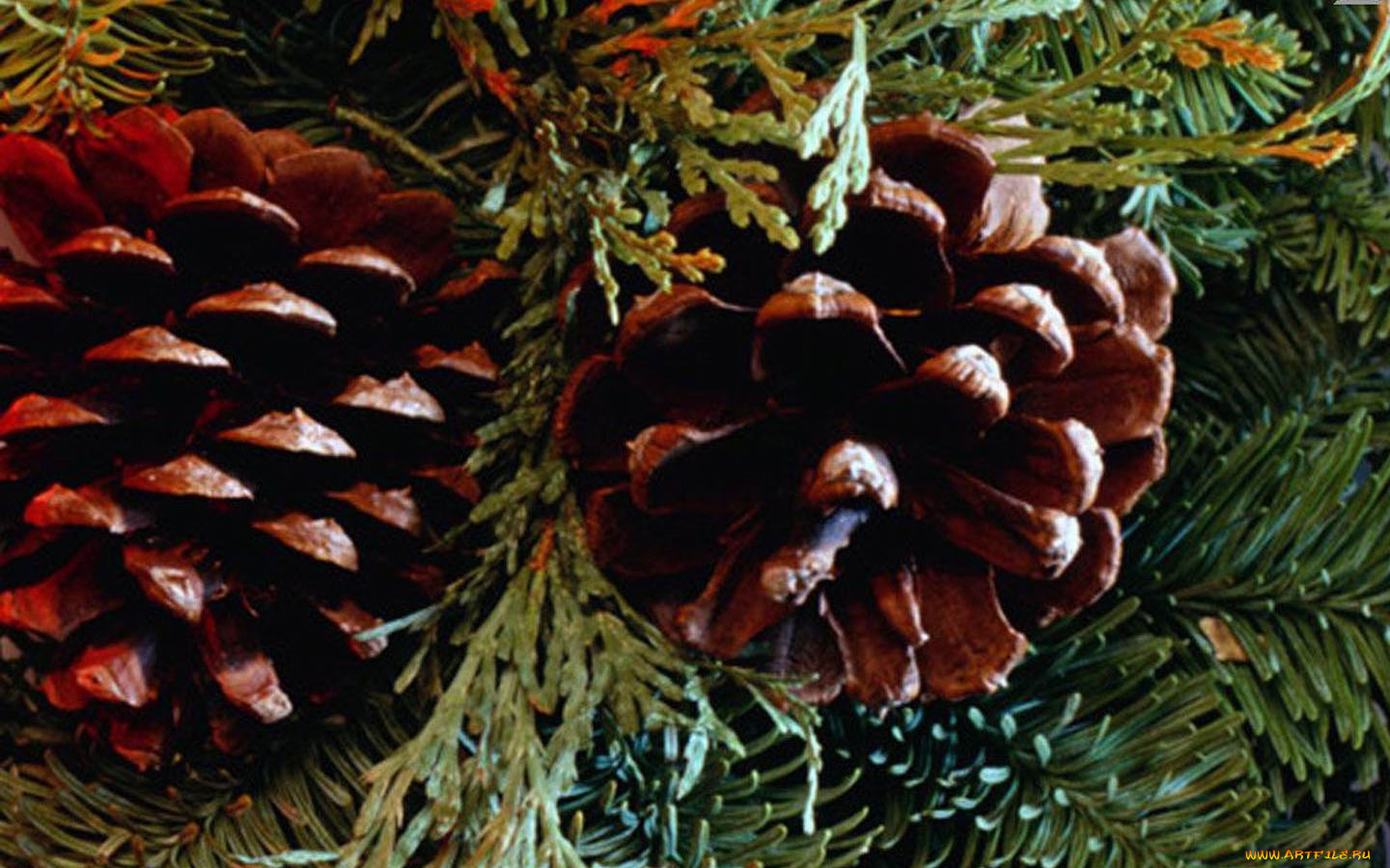 природа, шишки, жёлуди, каштаны