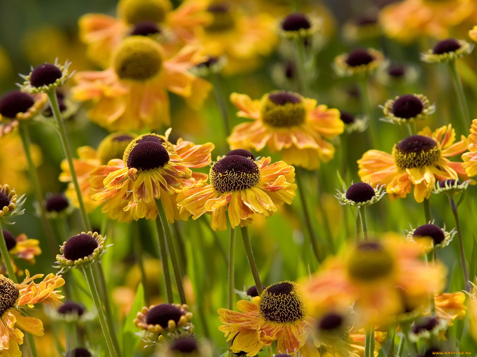 цветы, гайлардии, гелениумы