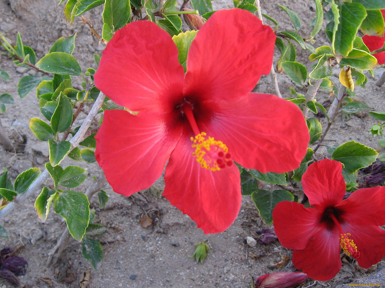 цветы, гибискусы