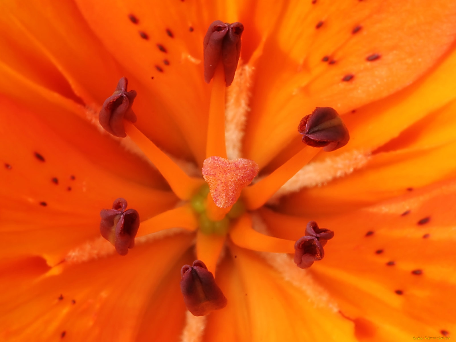 цветы, лилии, лилейники