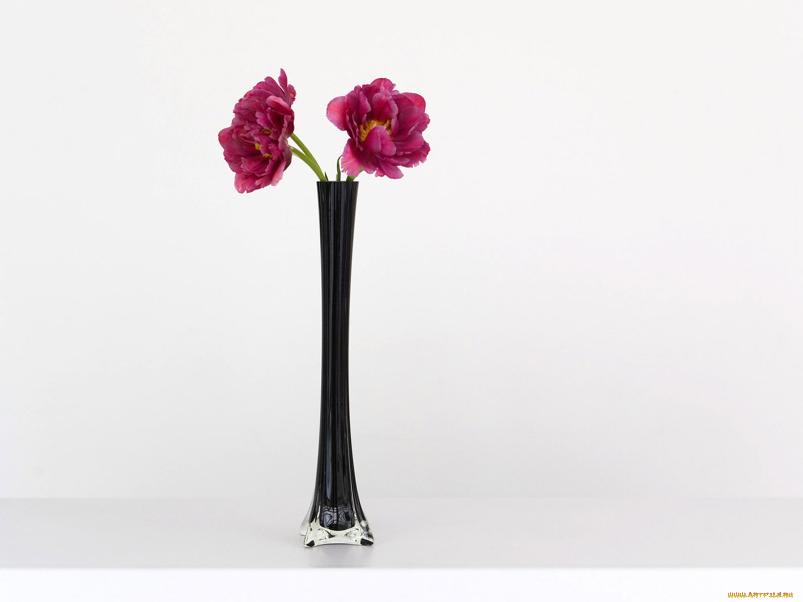 цветы, пионы