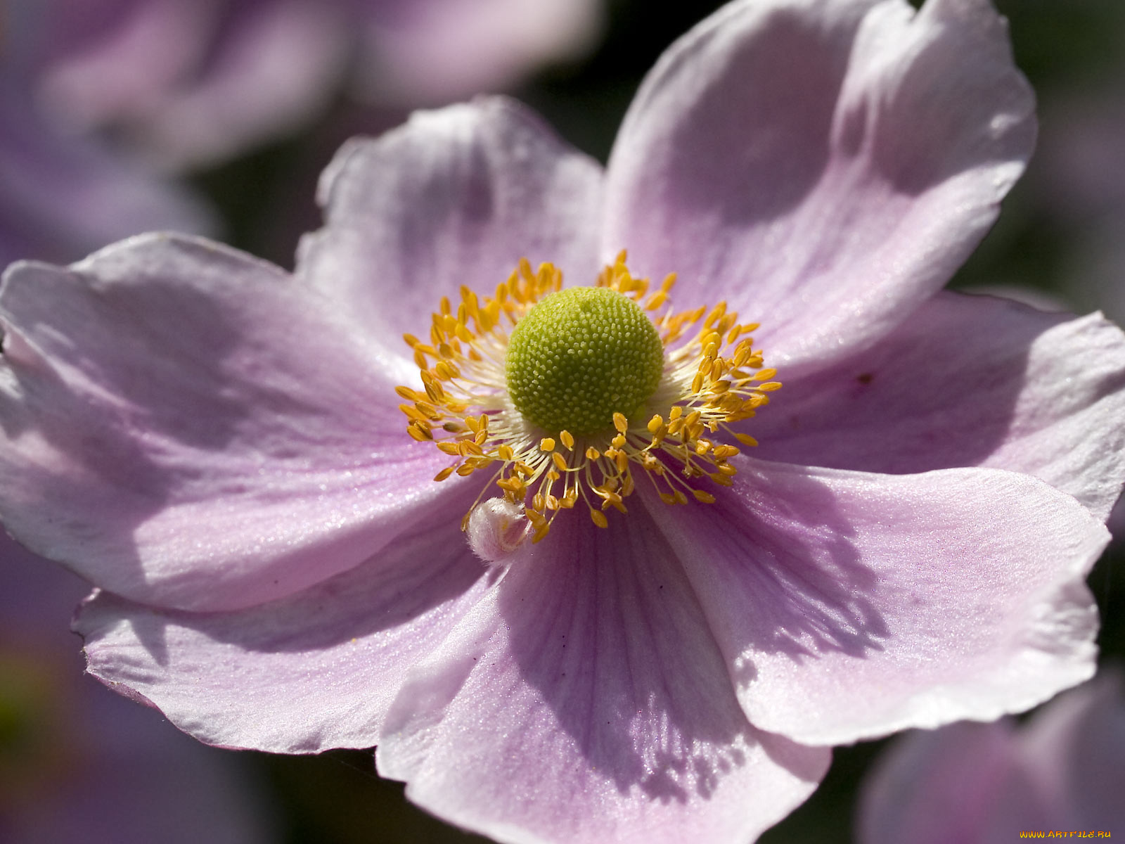 цветы, ветреницы, печёночницы