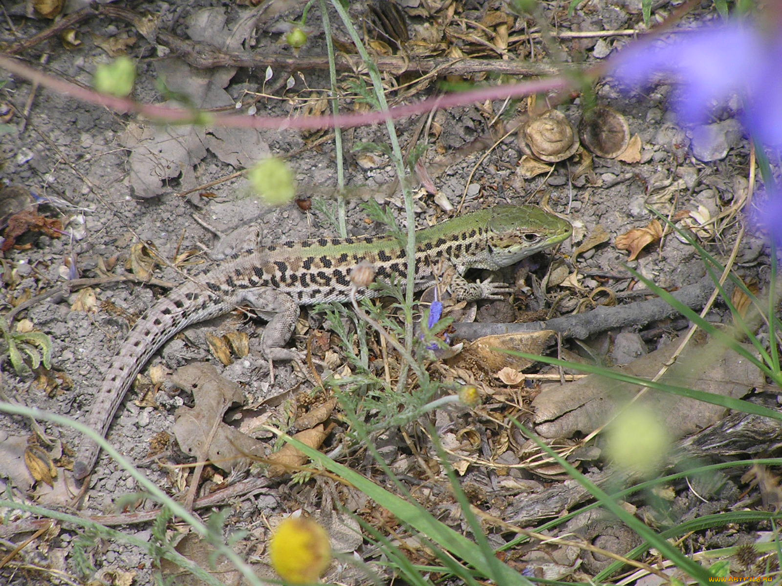 животные, Ящерицы, игуаны, вараны