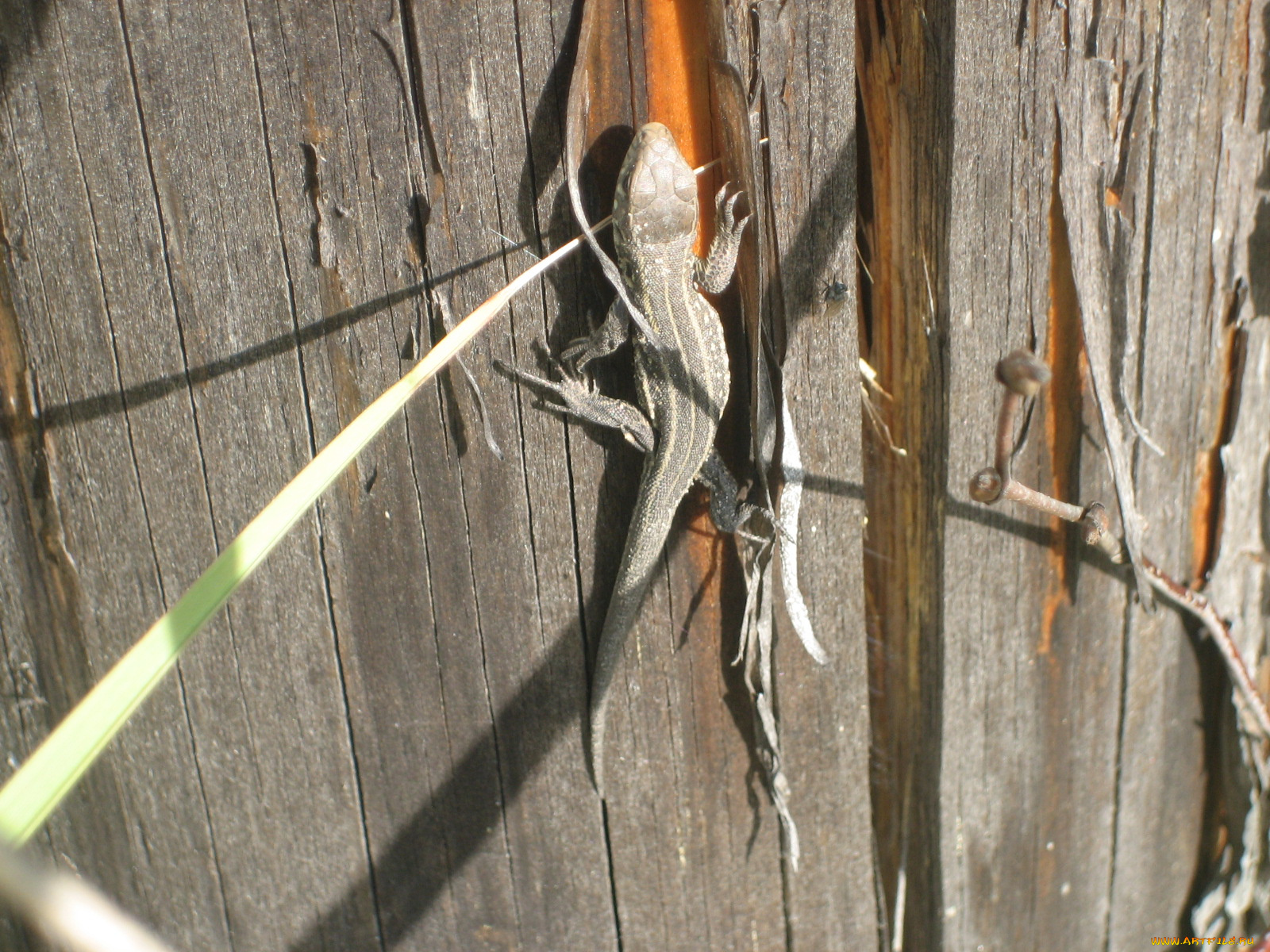 животные, Ящерицы, игуаны, вараны