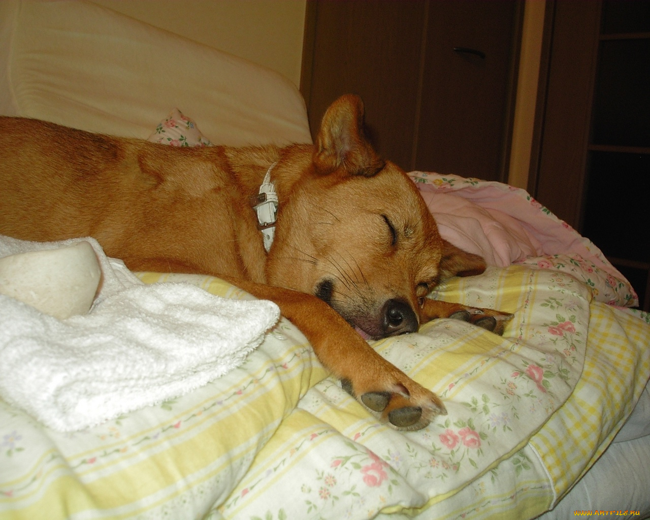 животные, собаки