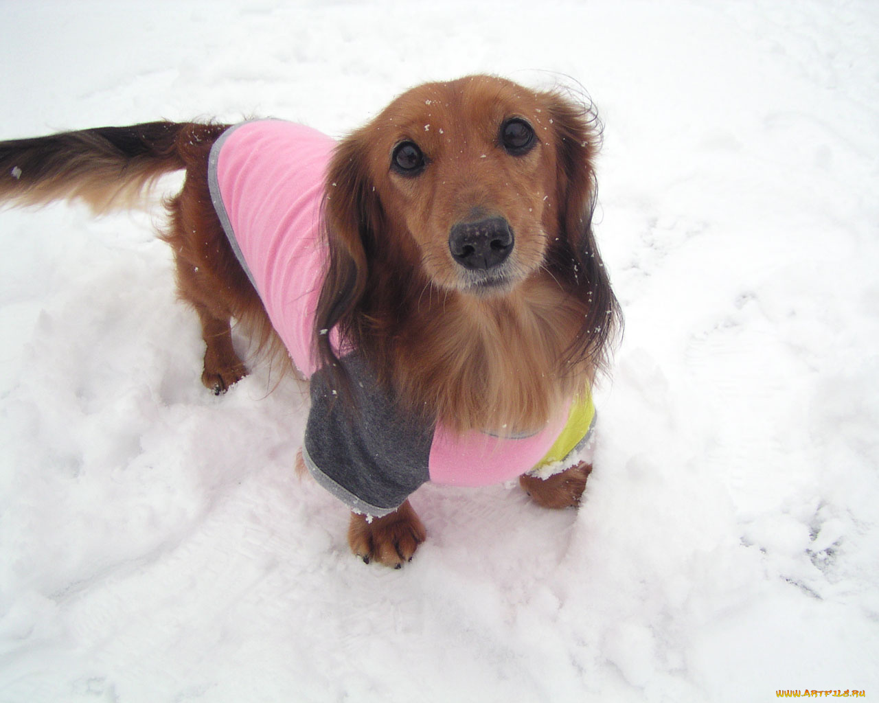 животные, собаки