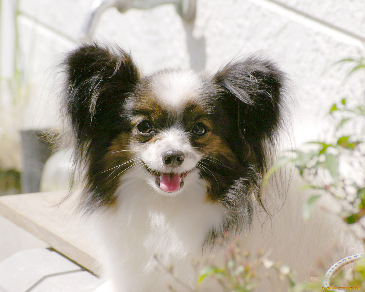 животные, собаки