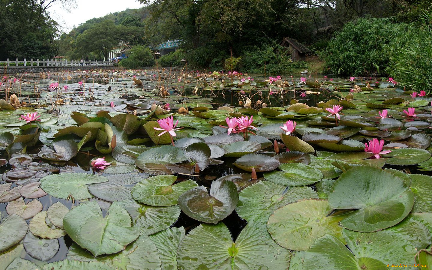 цветы, лилии, водяные, нимфеи, кувшинки