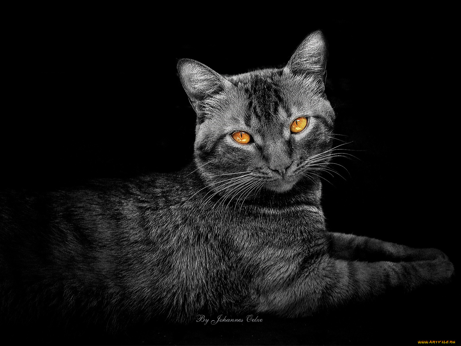 животные, коты