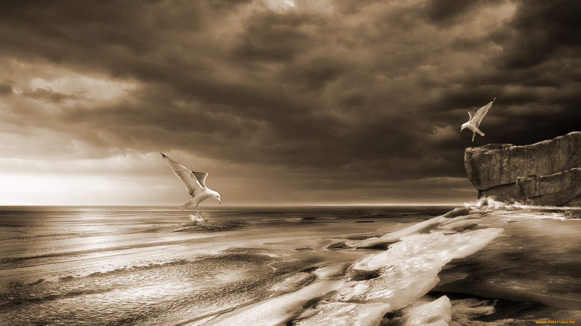 животные, альбатросы