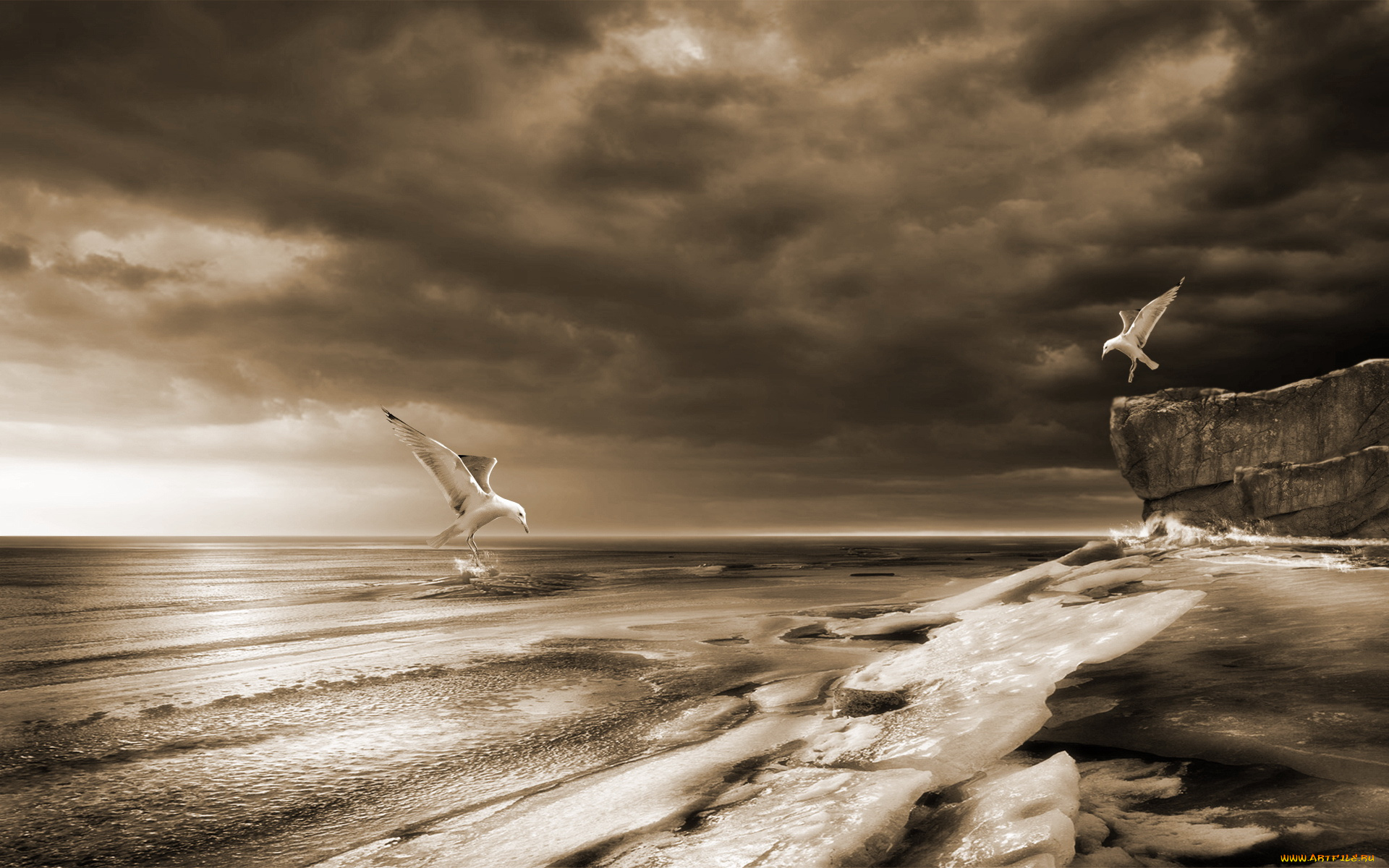 животные, альбатросы