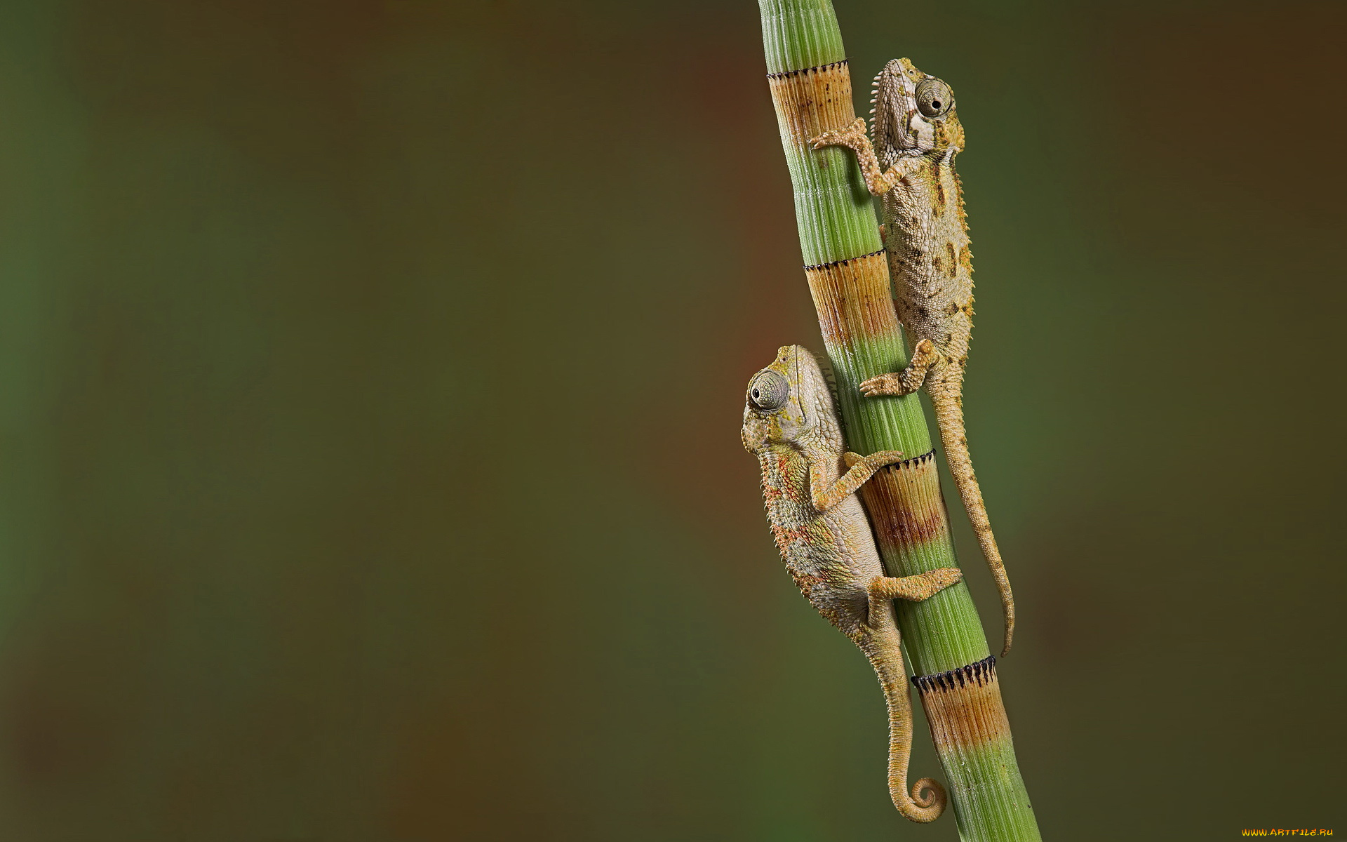 животные, хамелеоны