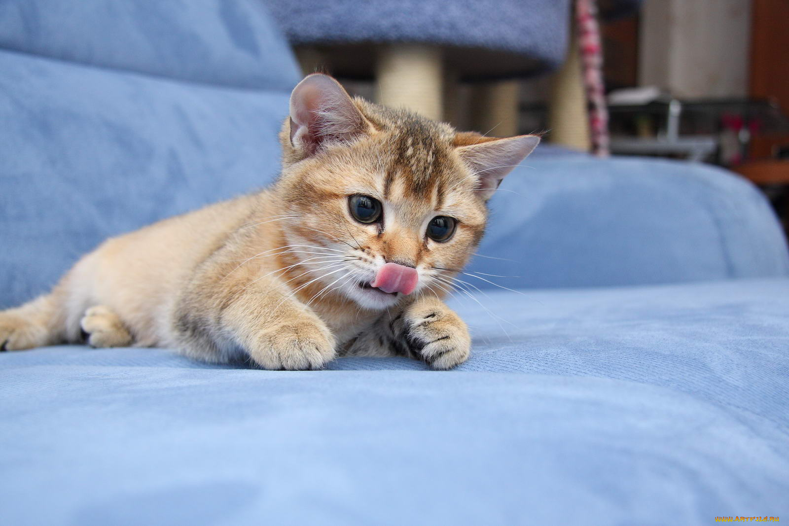 животные, коты, котик