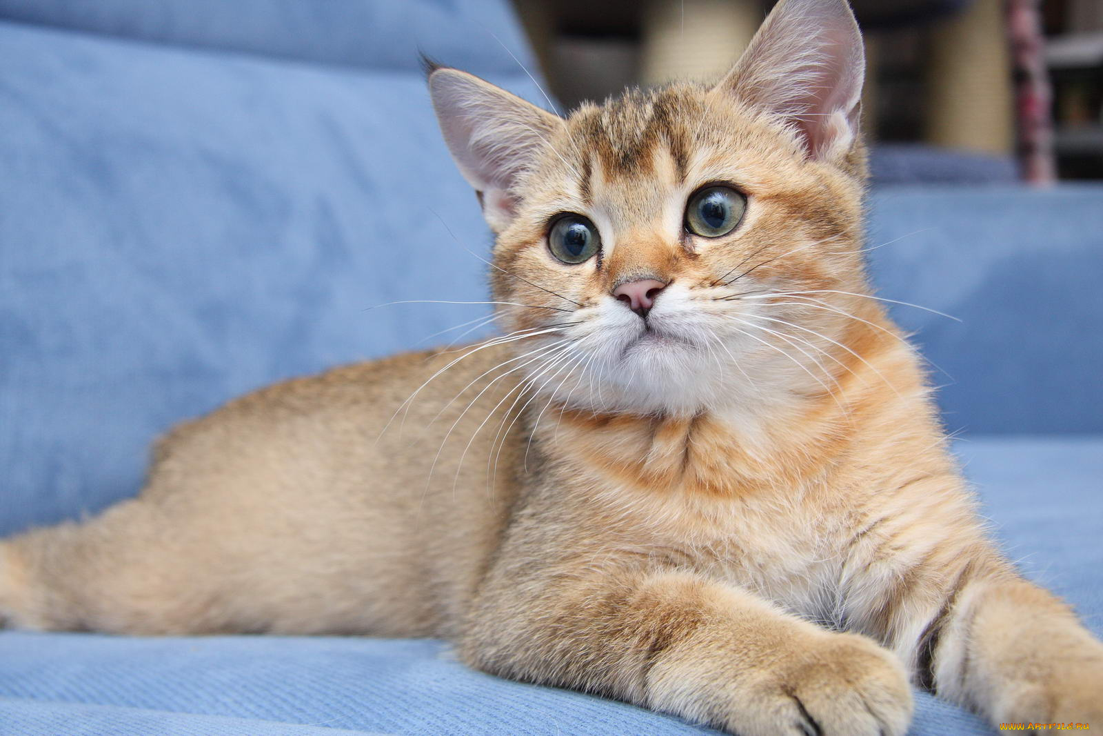 животные, коты, котик