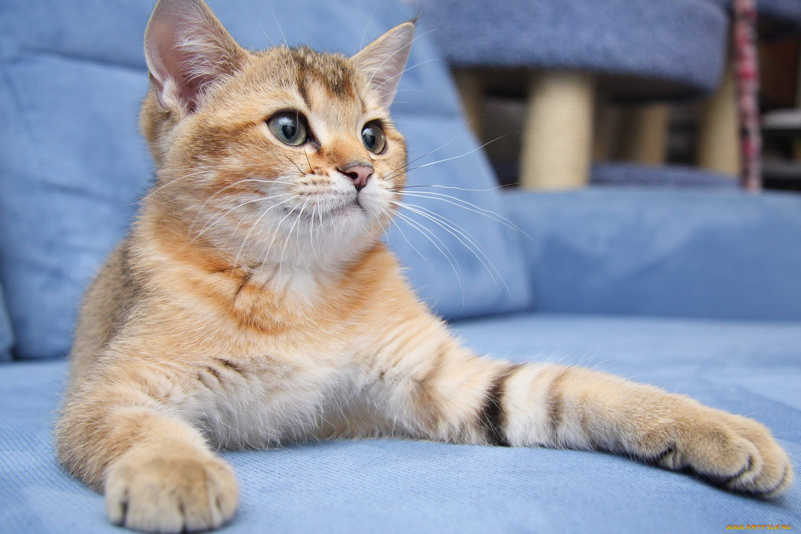 животные, коты, котик