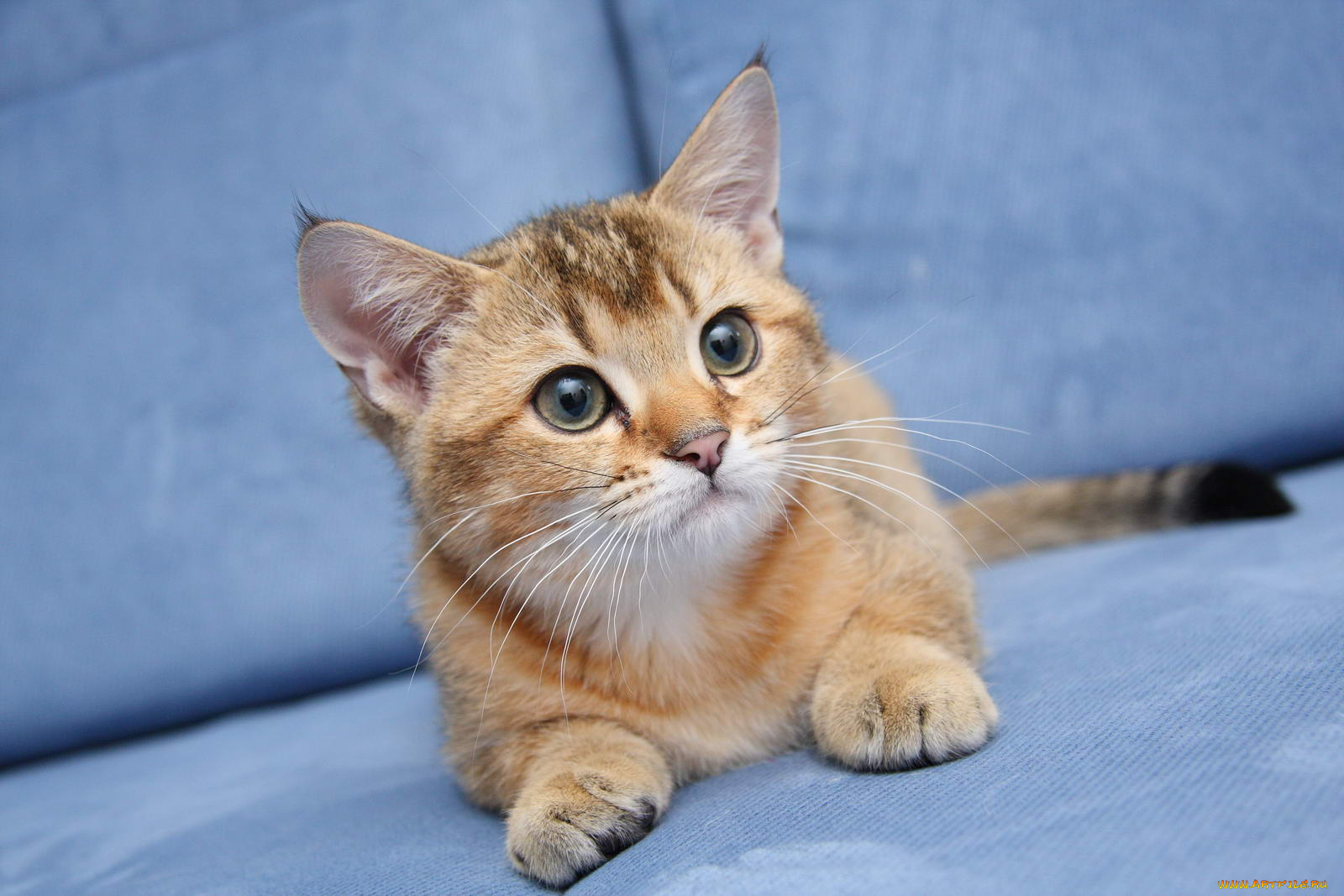 животные, коты, котик