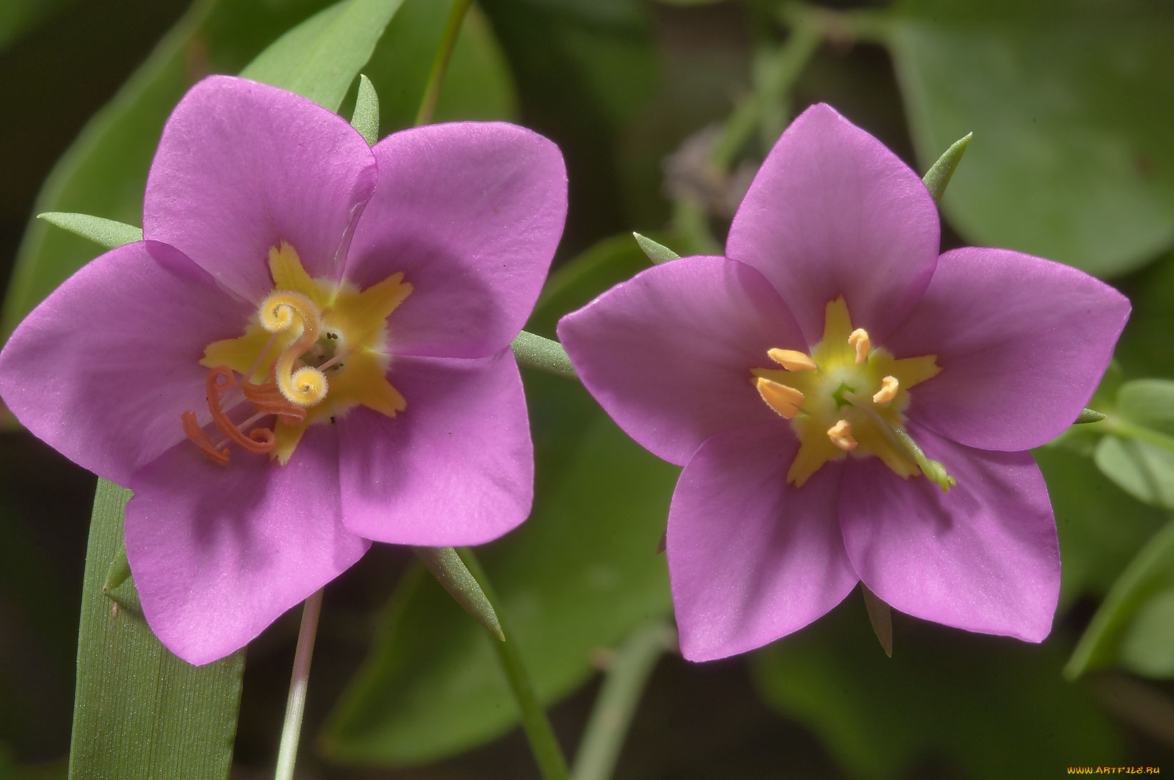 цветы, лепестки