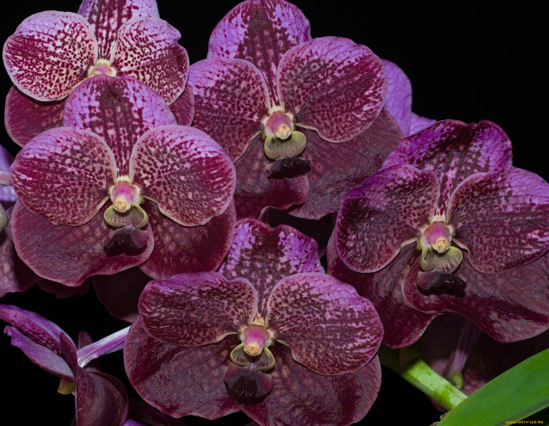 цветы, орхидеи, лиловый, экзотика