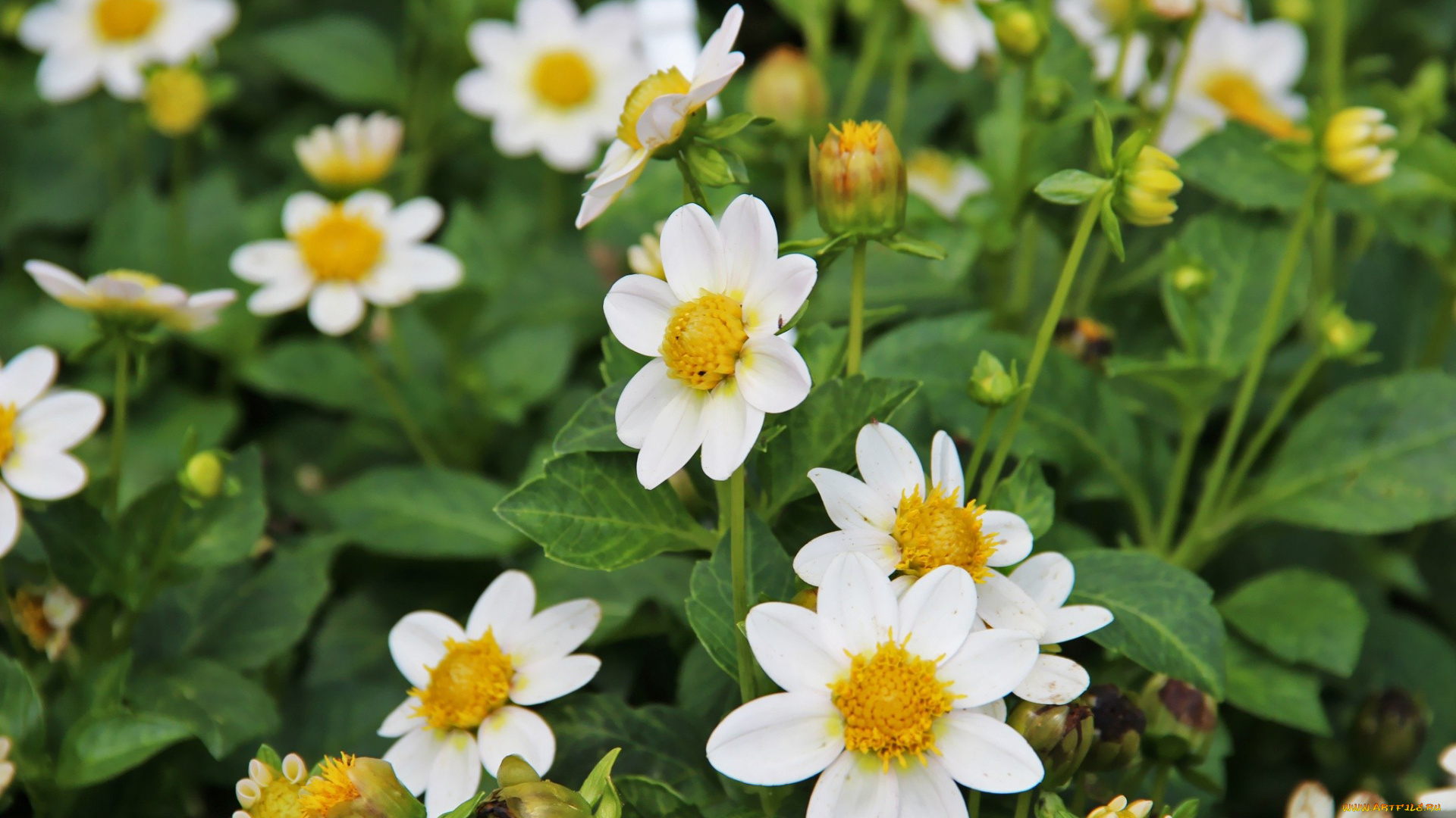 цветы, георгины, белый