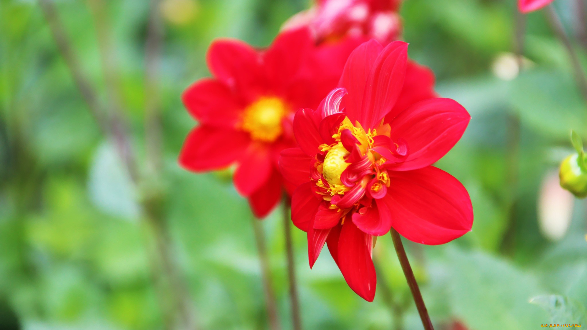 цветы, георгины, красный