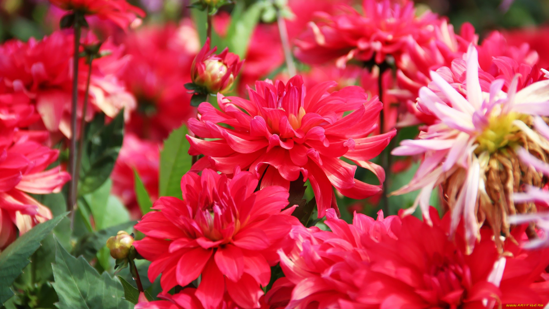 цветы, георгины, розовый