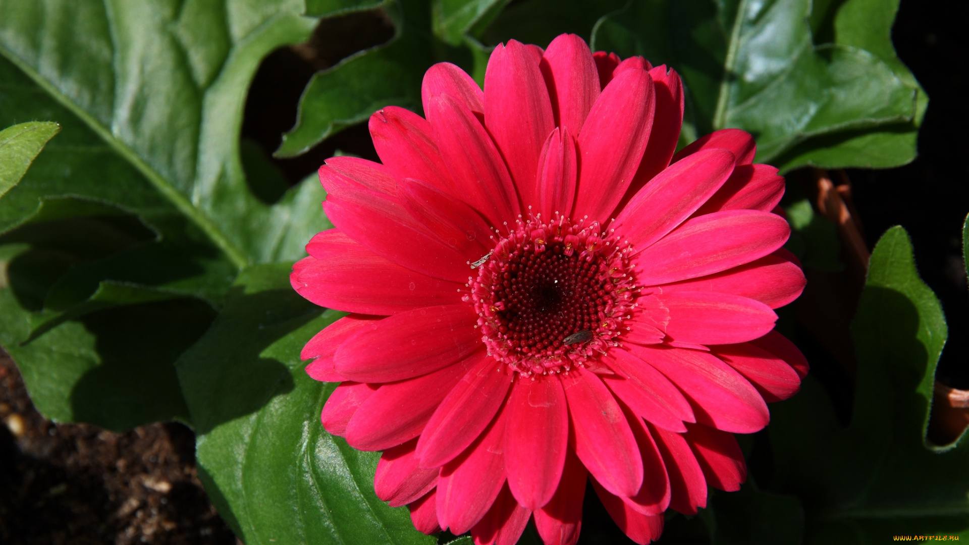 цветы, герберы, макро, круглый