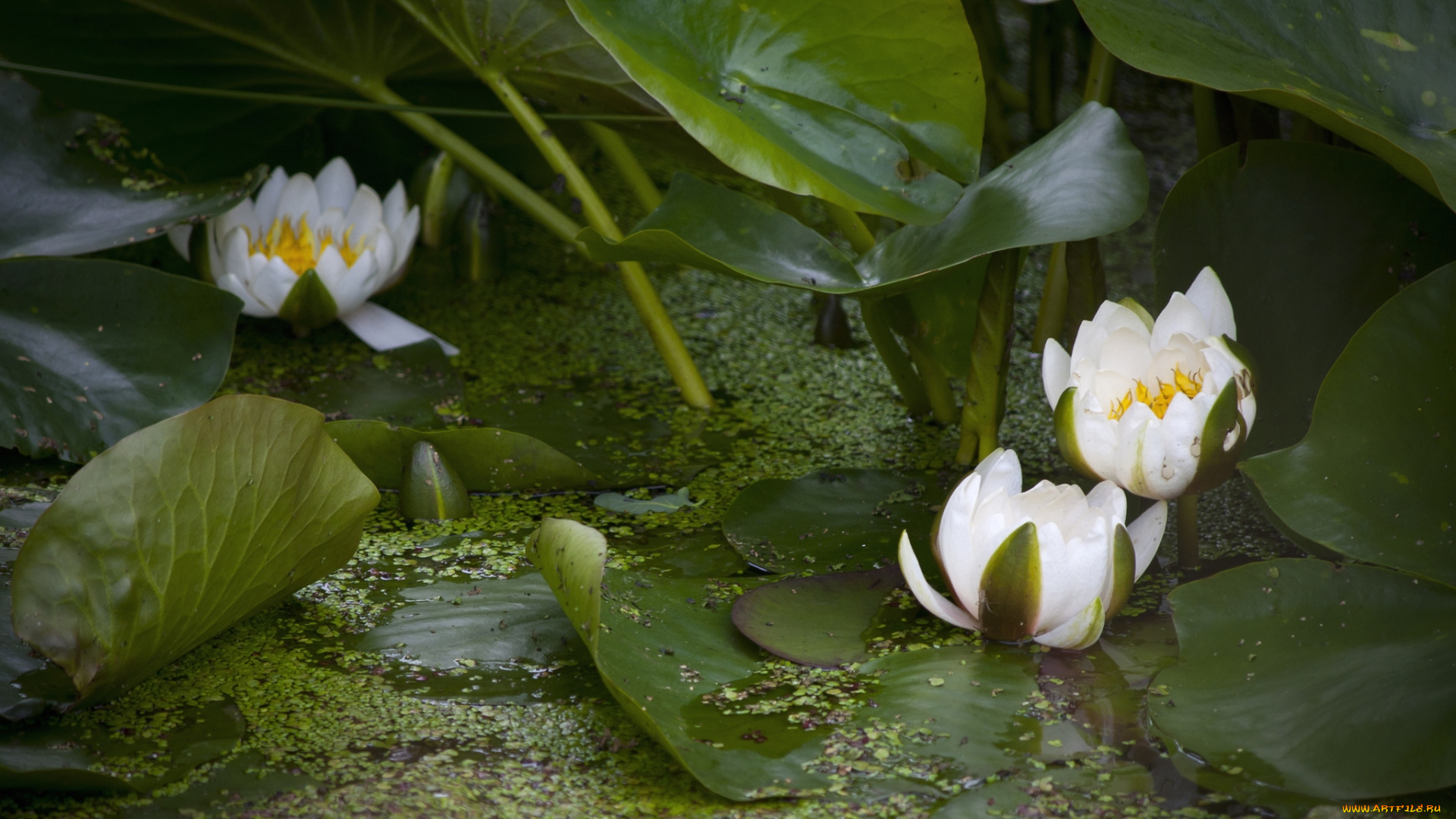 цветы, лилии, водяные, нимфеи, кувшинки, белый, листья, вода