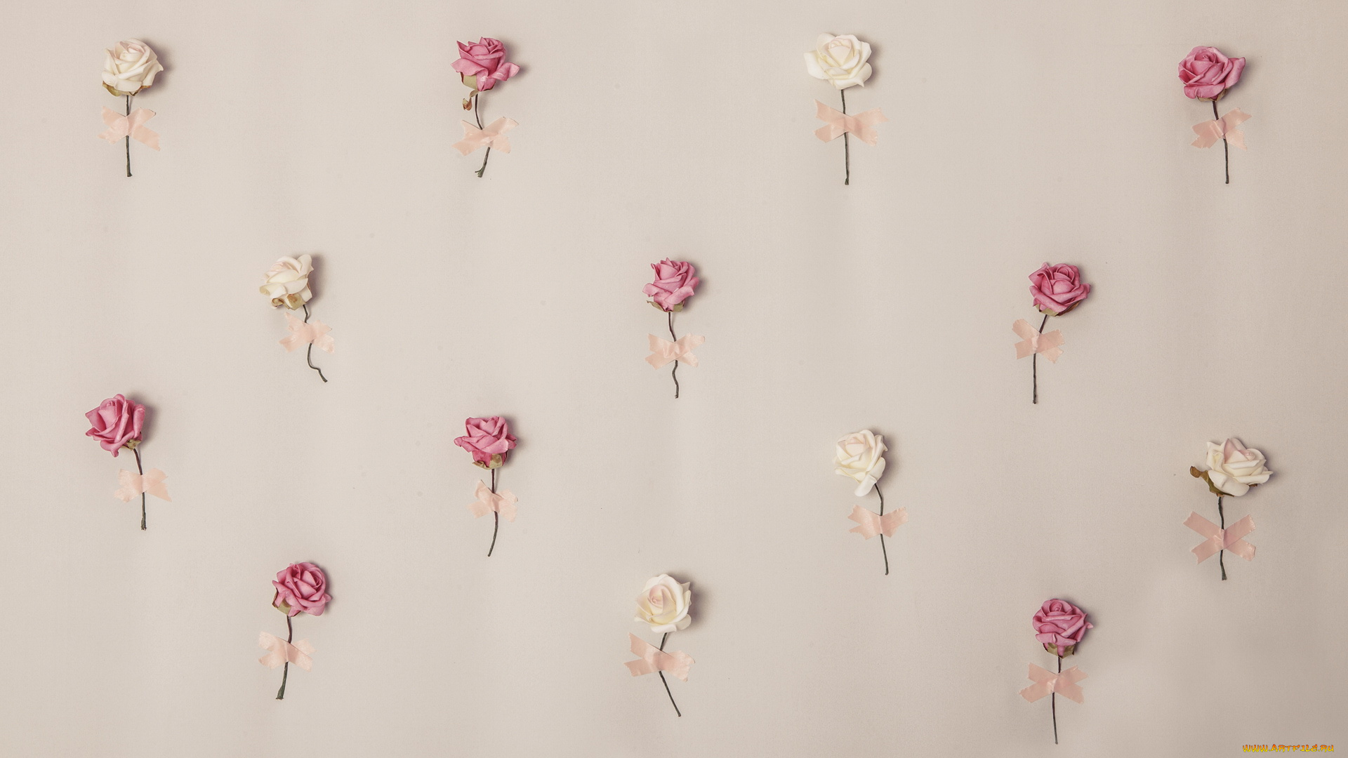 цветы, розы