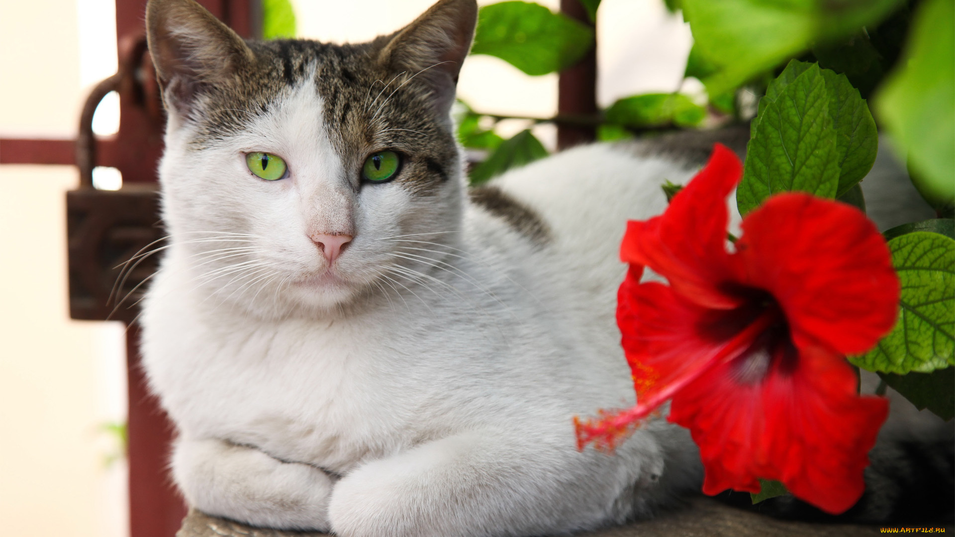 животные, коты, кошка, лежа, цветок, гибискус, красный