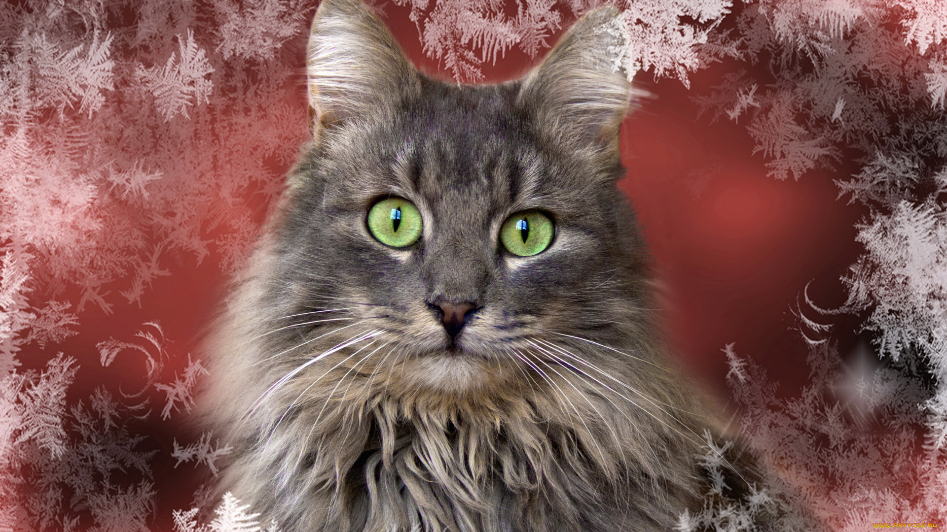 животные, коты, взгляд, мороз