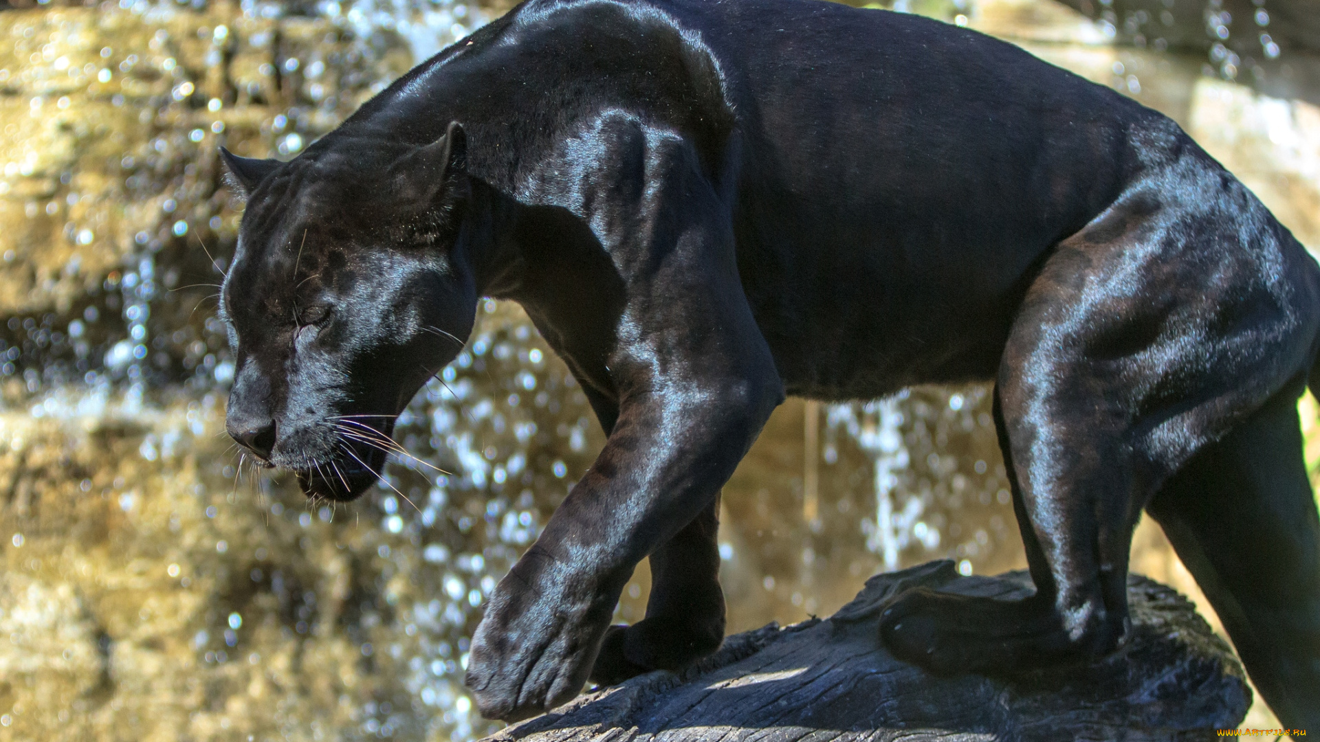 животные, пантеры, черный, ягуар