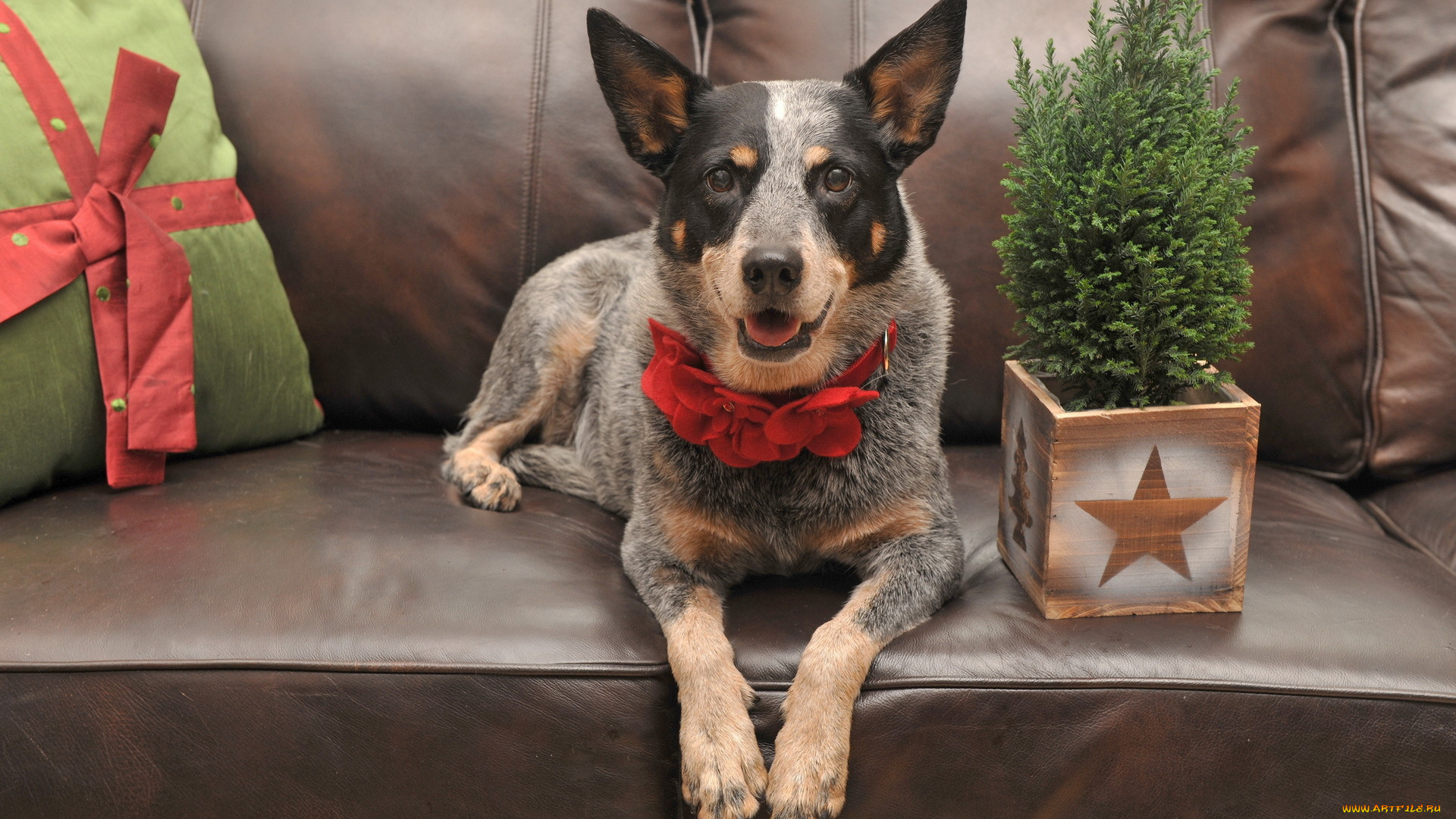 животные, собаки, диван, праздник, деревце