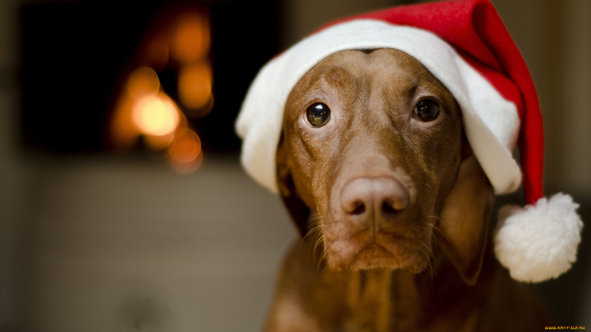 животные, собаки, колпак, взгляд, морда, пёс