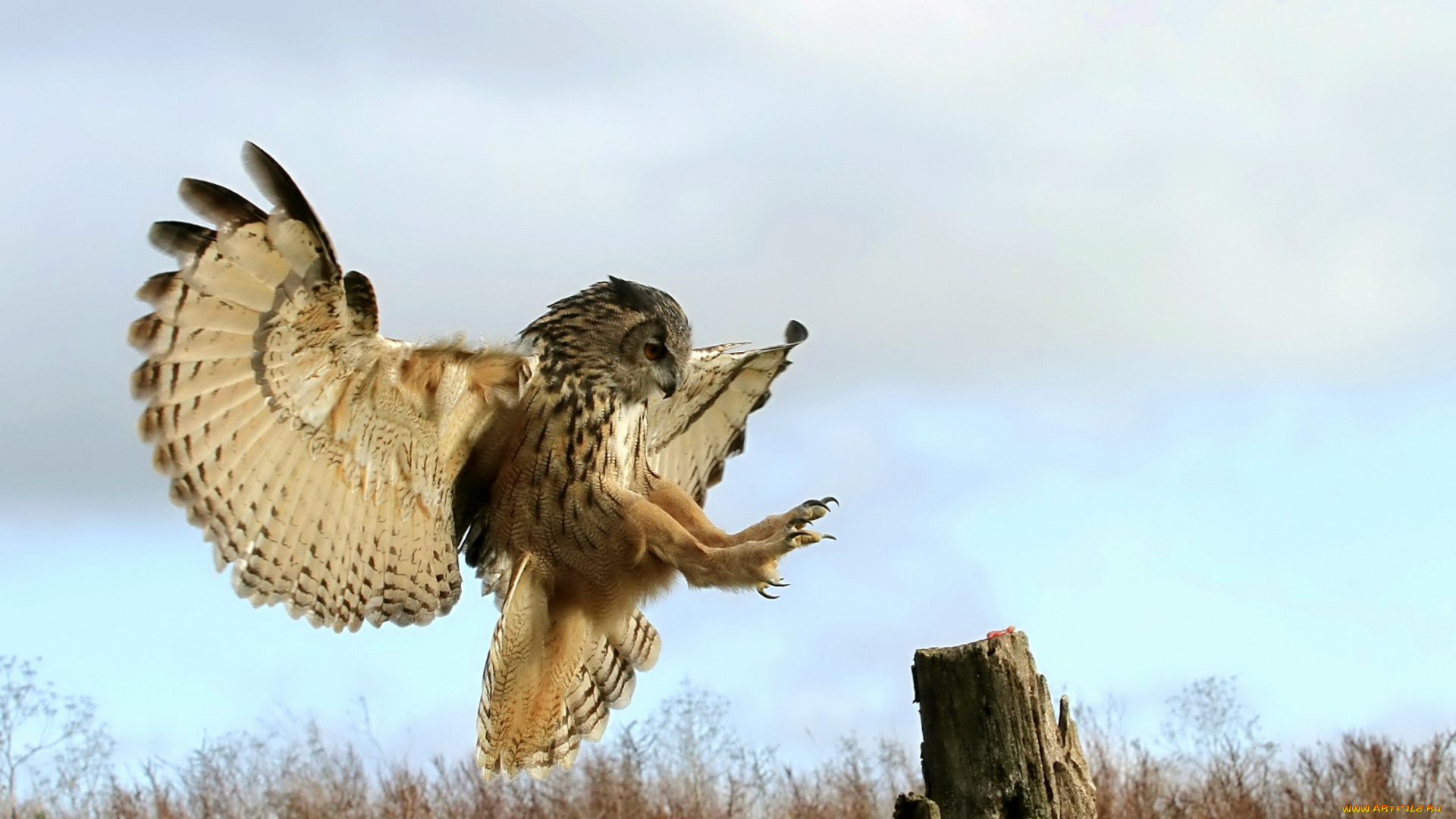 животные, совы, крылья, посадка