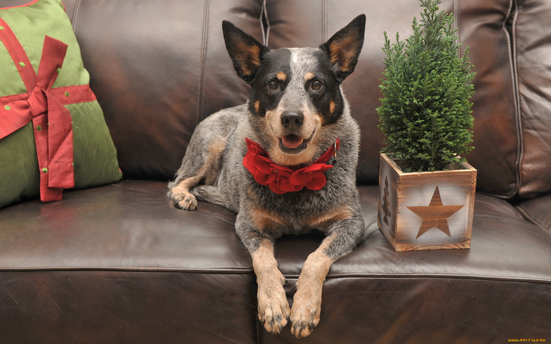 животные, собаки, диван, праздник, деревце