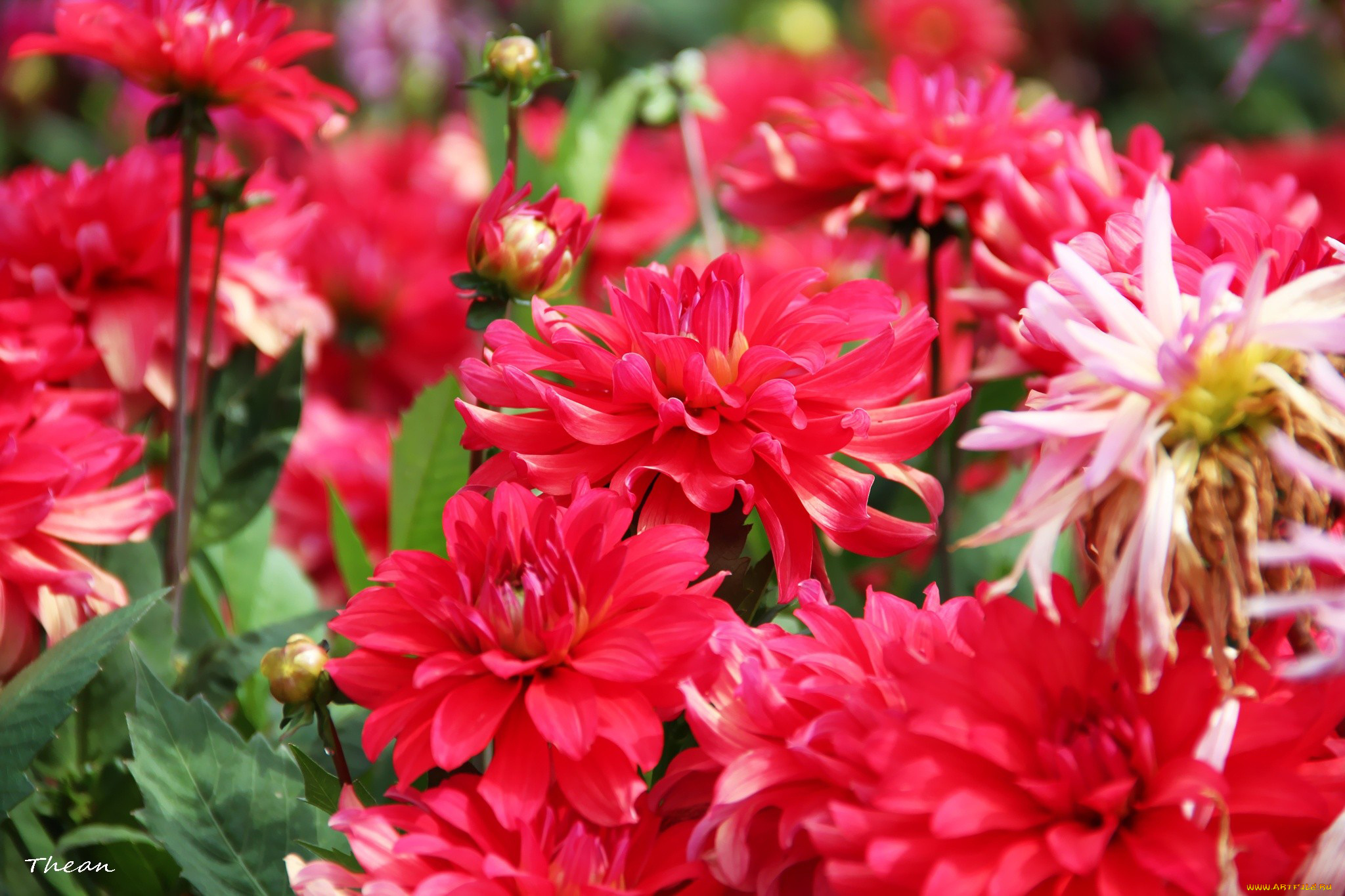 цветы, георгины, розовый