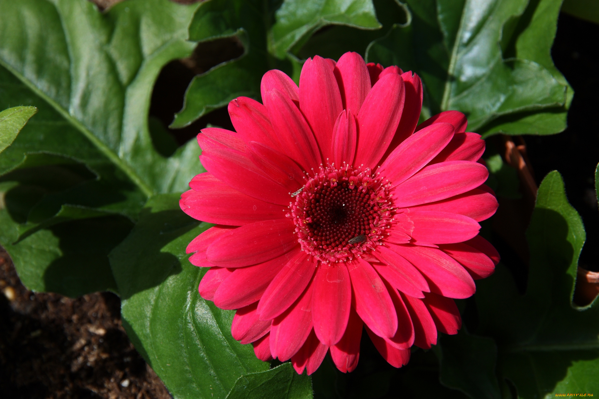 цветы, герберы, макро, круглый