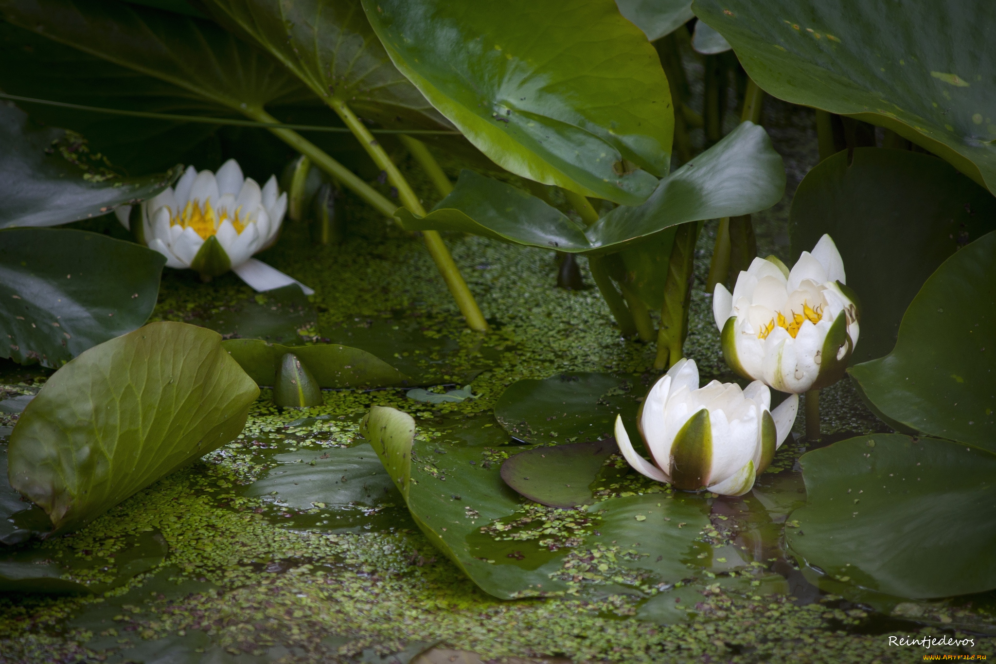цветы, лилии, водяные, нимфеи, кувшинки, белый, листья, вода