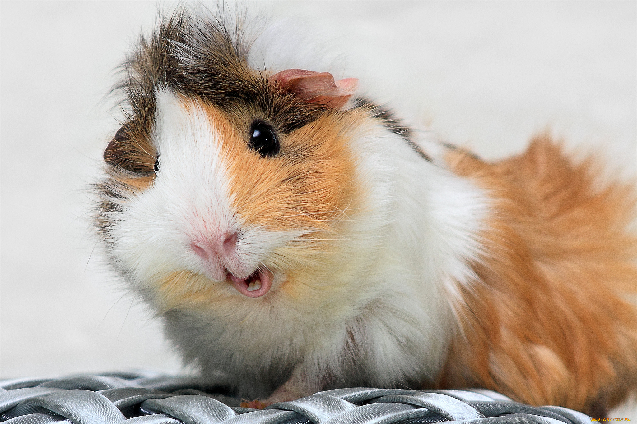 животные, морские, свинки, хомяки, забавный, пестрый, морская, свинка
