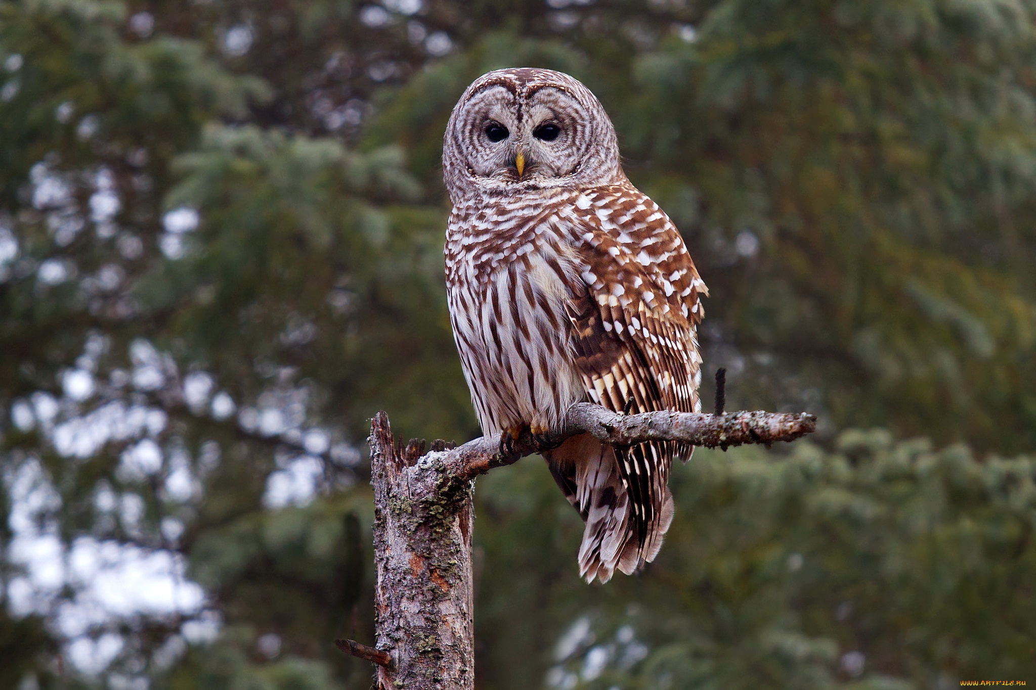 животные, совы, сова
