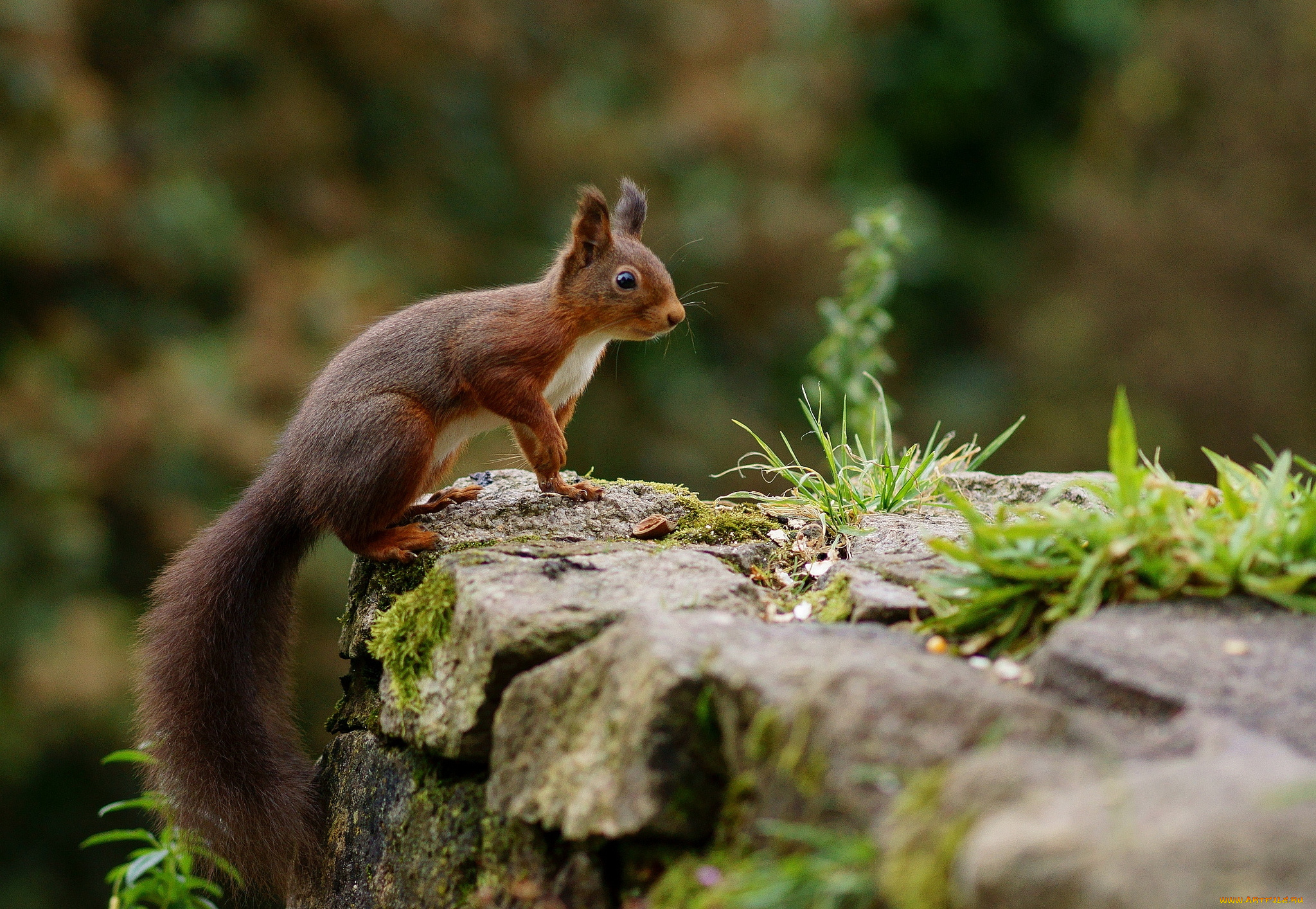 животные, белки, хвост, зверек