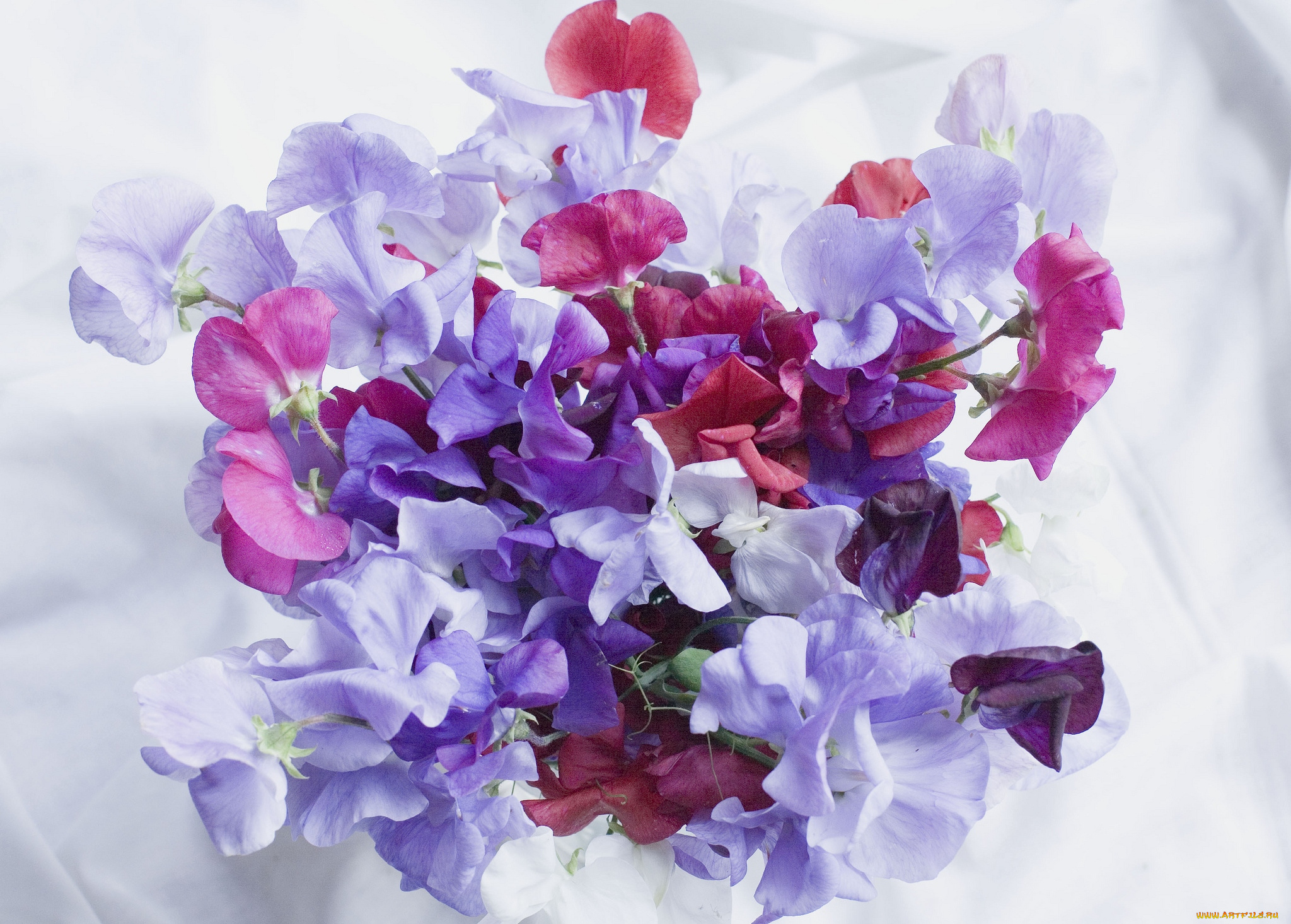 цветы, душистый, горошек, сиреневый, лиловый