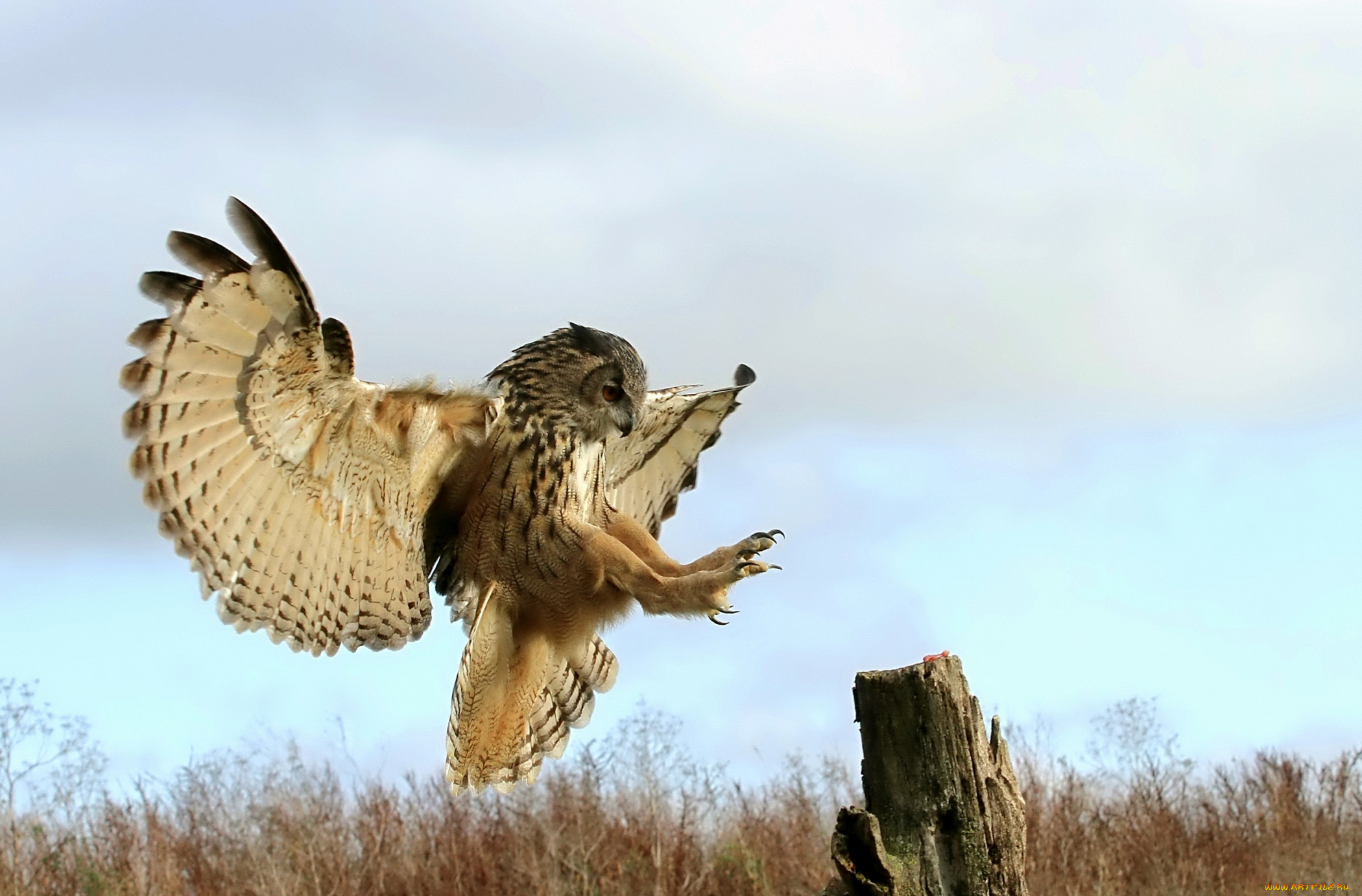 животные, совы, крылья, посадка