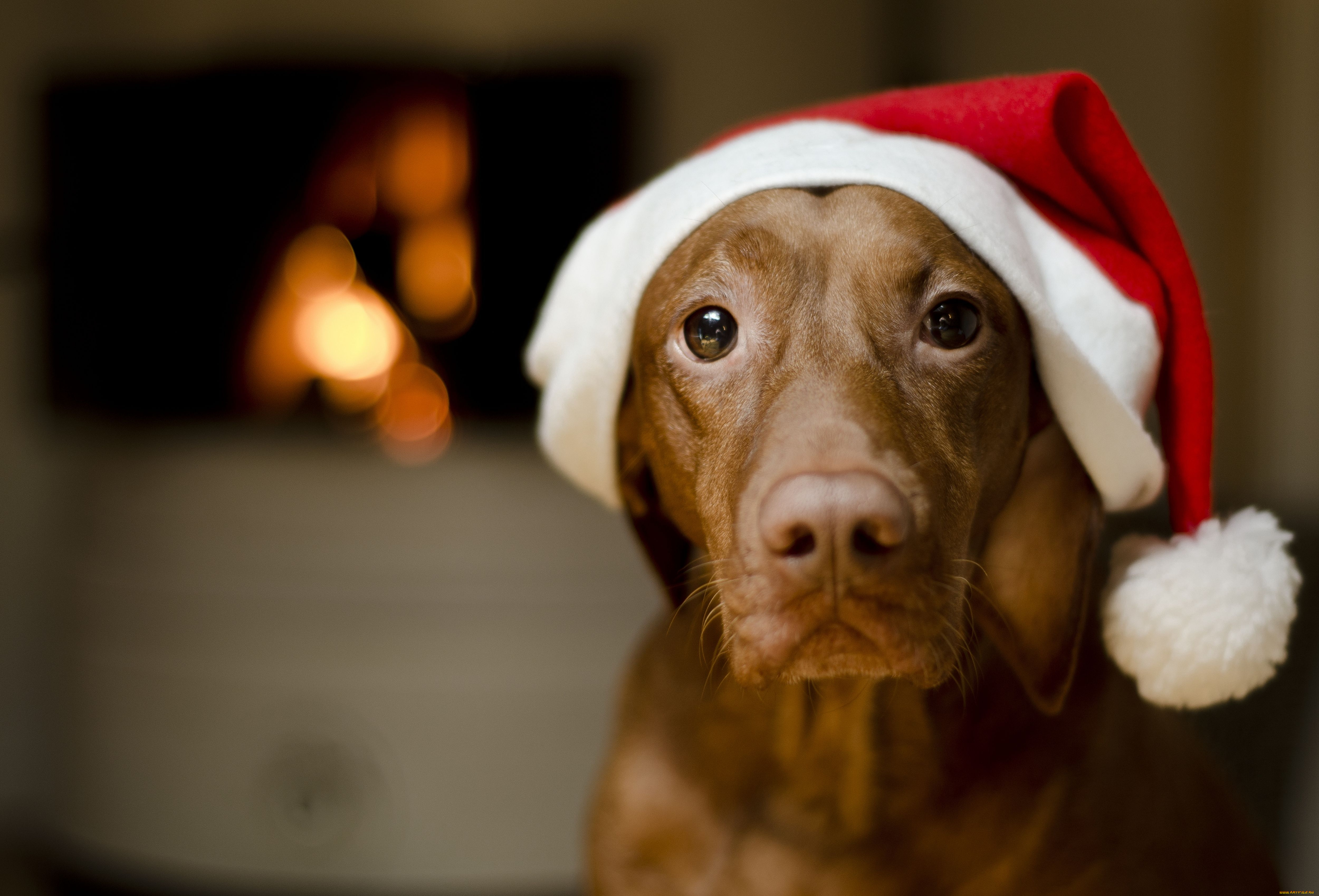 животные, собаки, колпак, взгляд, морда, пёс