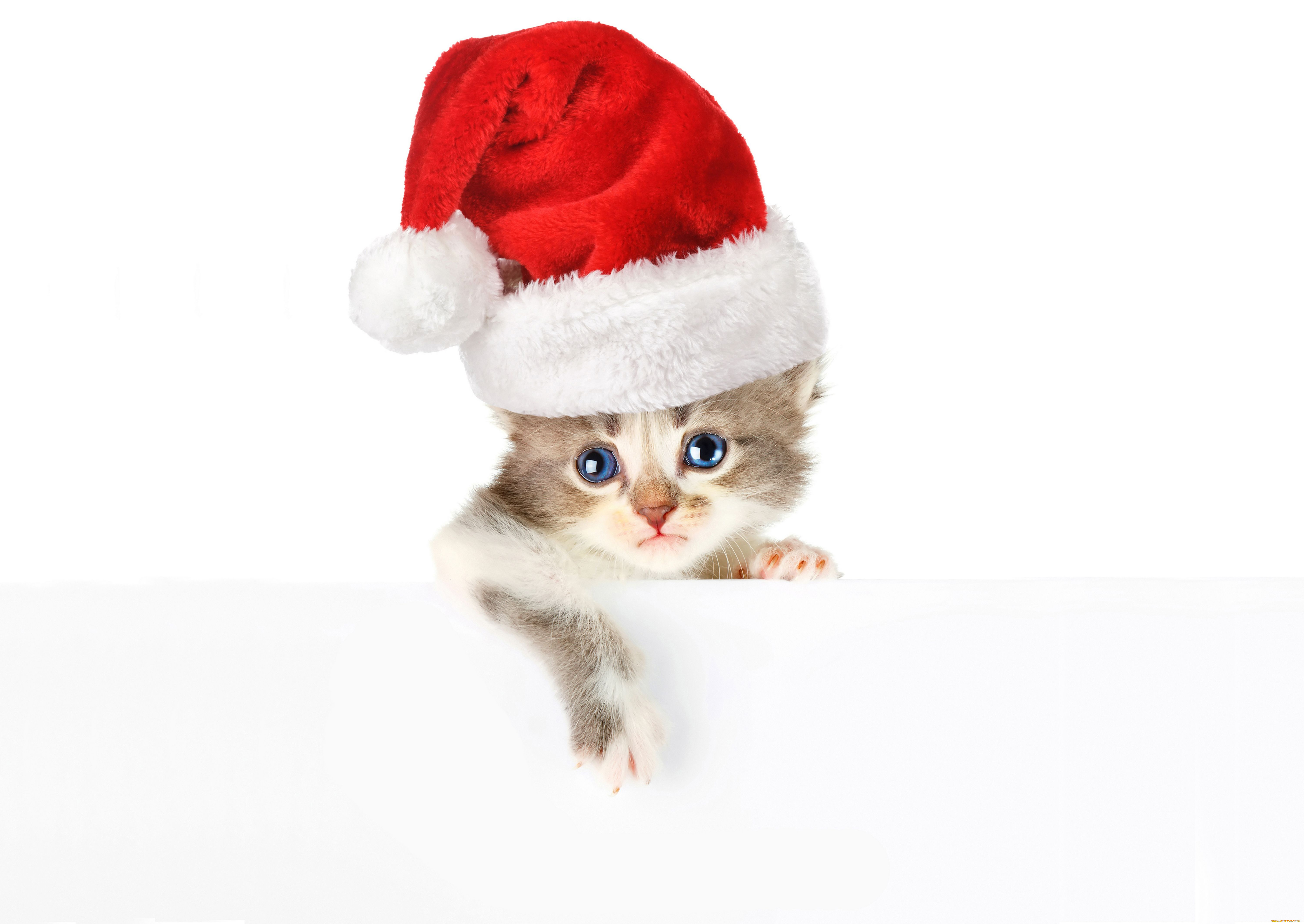 животные, коты, котёнок, колпак